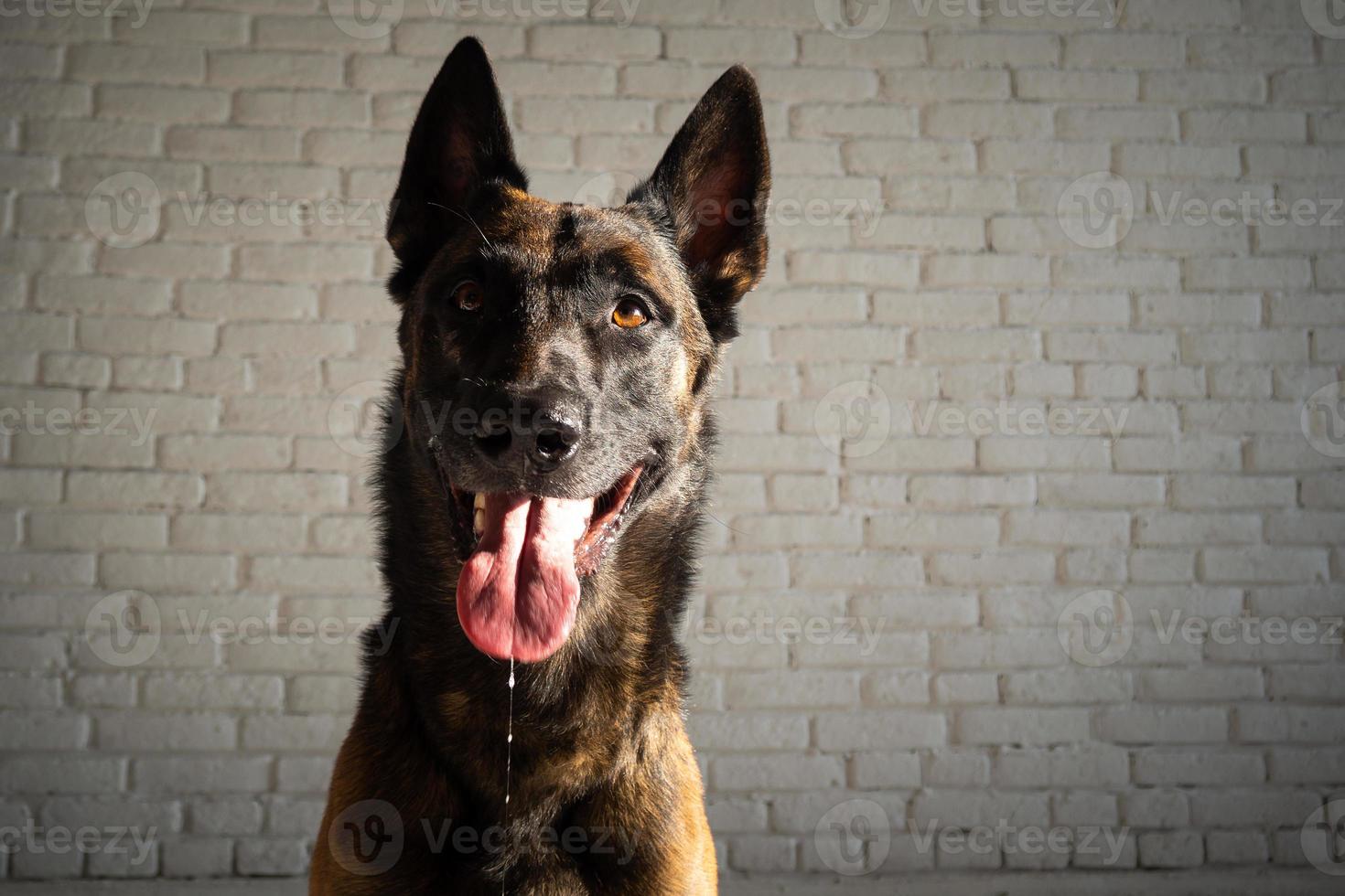 ritratto di un cane da pastore belga. foto