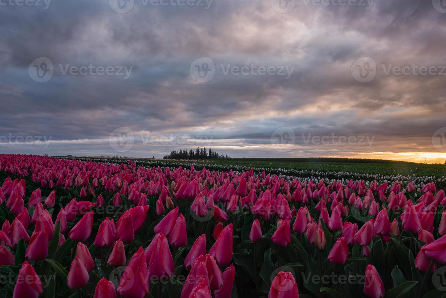 alba drammatica sul vibrante campo di tulipani primaverili foto