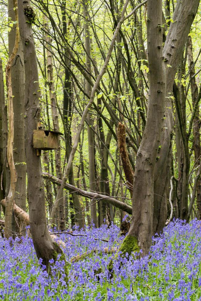 campanule del Sussex che fioriscono in primavera foto