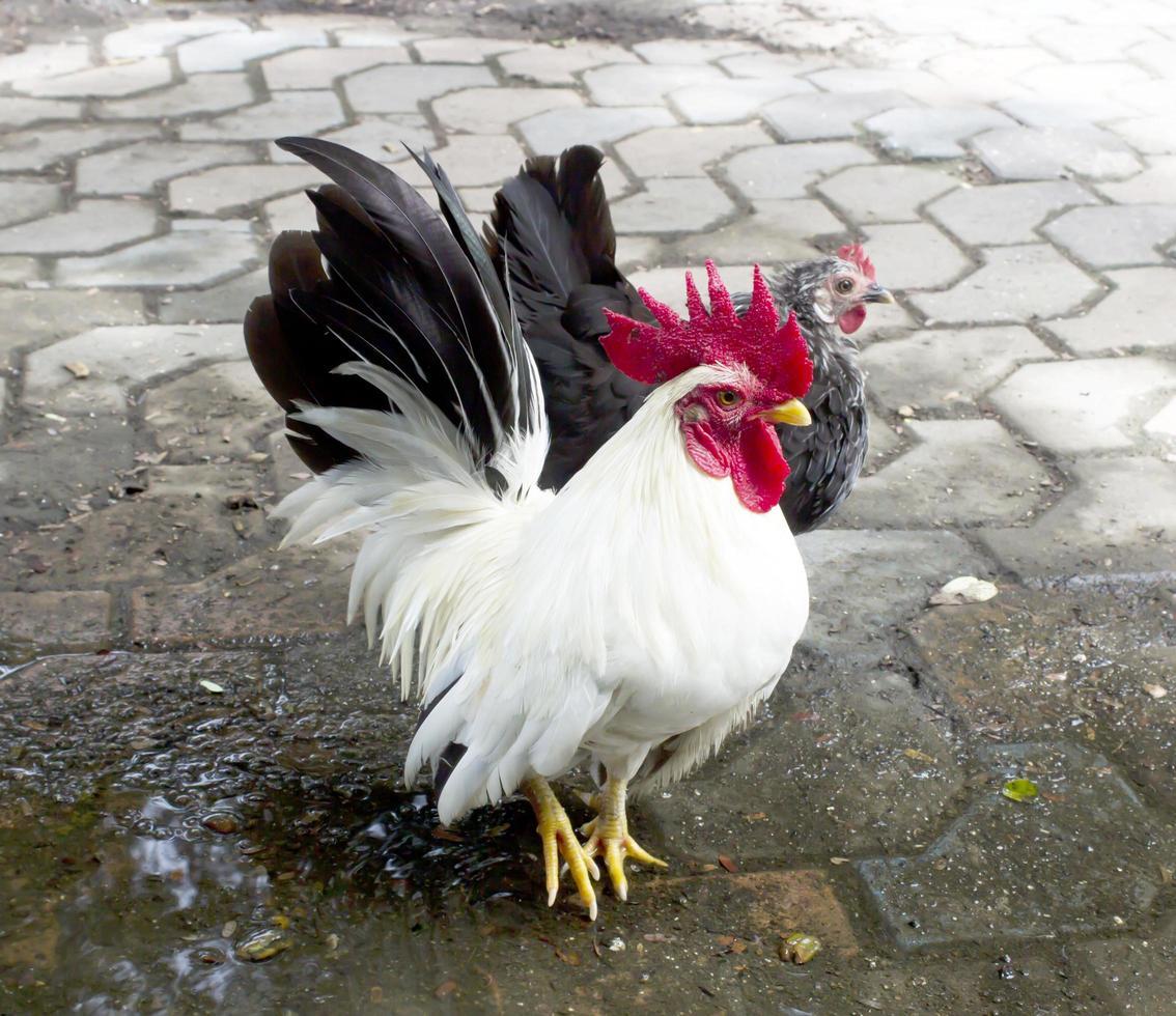 gallo in piedi sul pavimento. foto