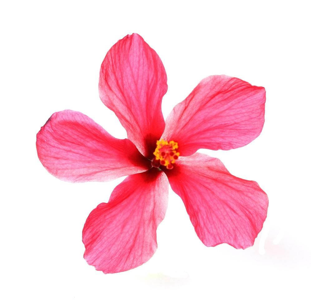 fiore rosso sbocciante di ibisco simile ad un albero con due petali su pestello, stami e foglie, isolato su bianco foto