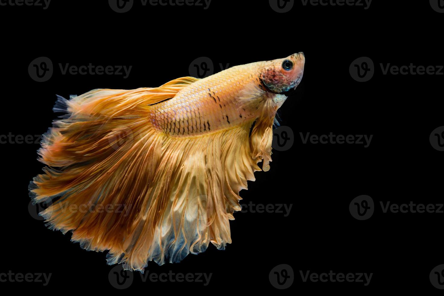 pesce betta in oro giallo, pesce combattente siamese su sfondo nero foto