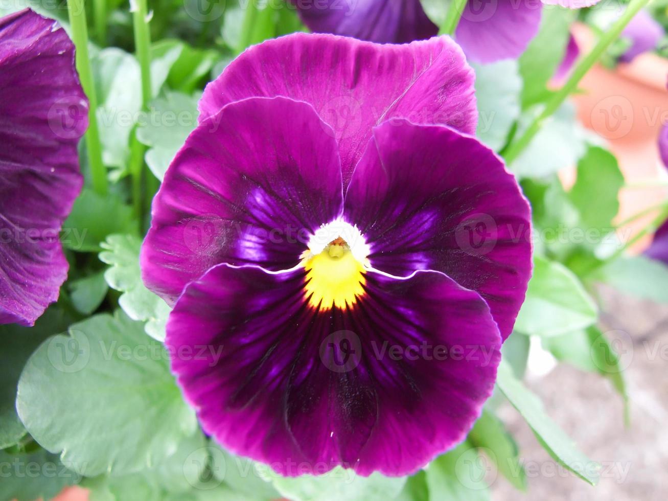 viola del pensiero del fiore primo piano del colorato fiore viola del pensiero foto