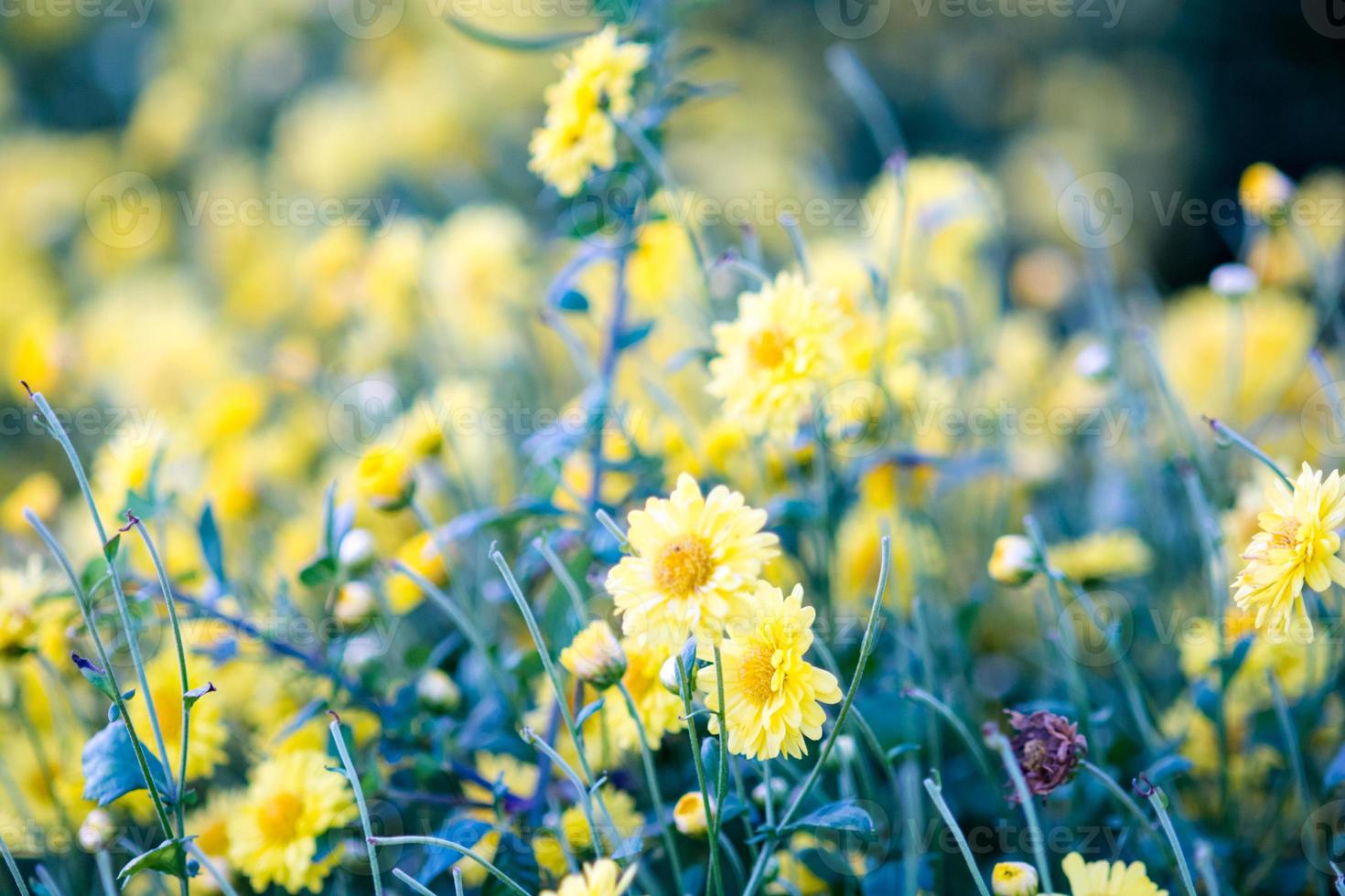 fiori di crisantemo gialli, crisantemo in giardino. fiore sfocato per sfondo, piante colorate foto