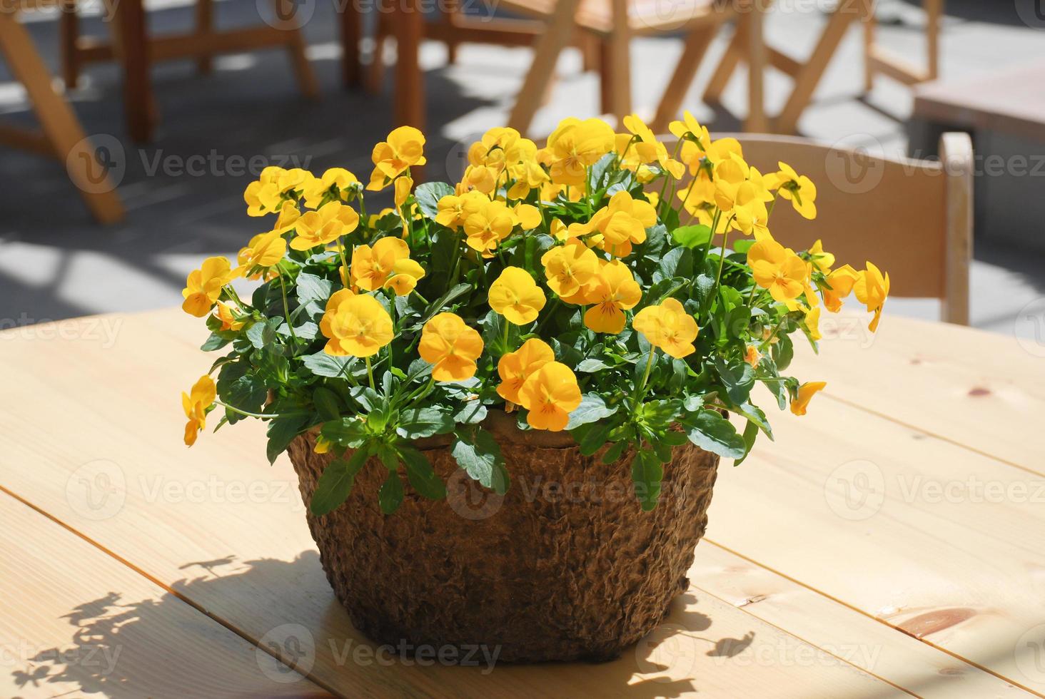 viole del pensiero gialle primo piano di fiori colorati viola, pianta in vaso. foto