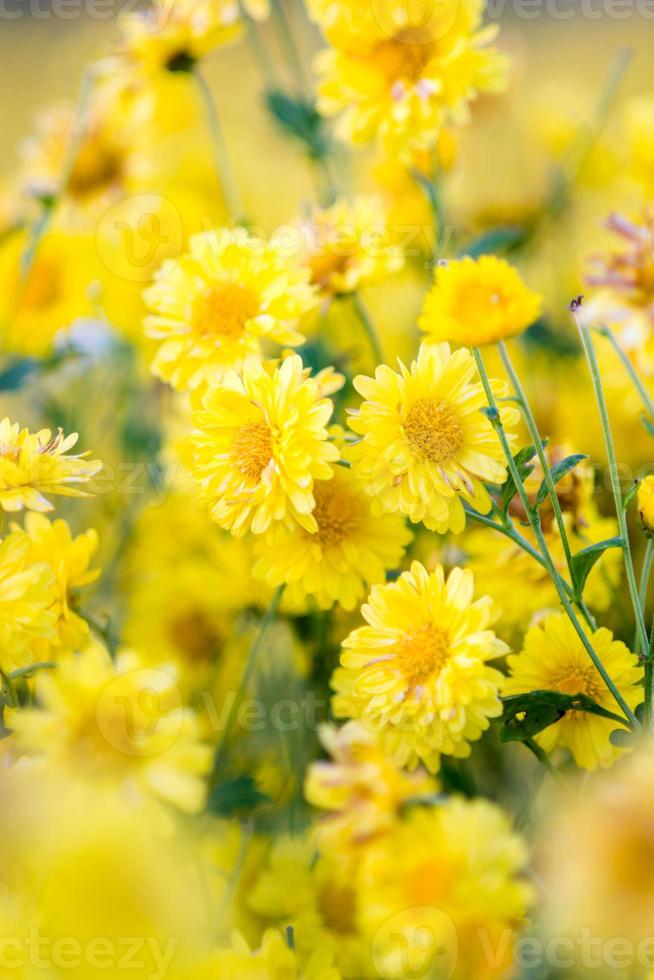 fiori di crisantemo gialli, crisantemo in giardino. fiore sfocato per sfondo, piante colorate foto