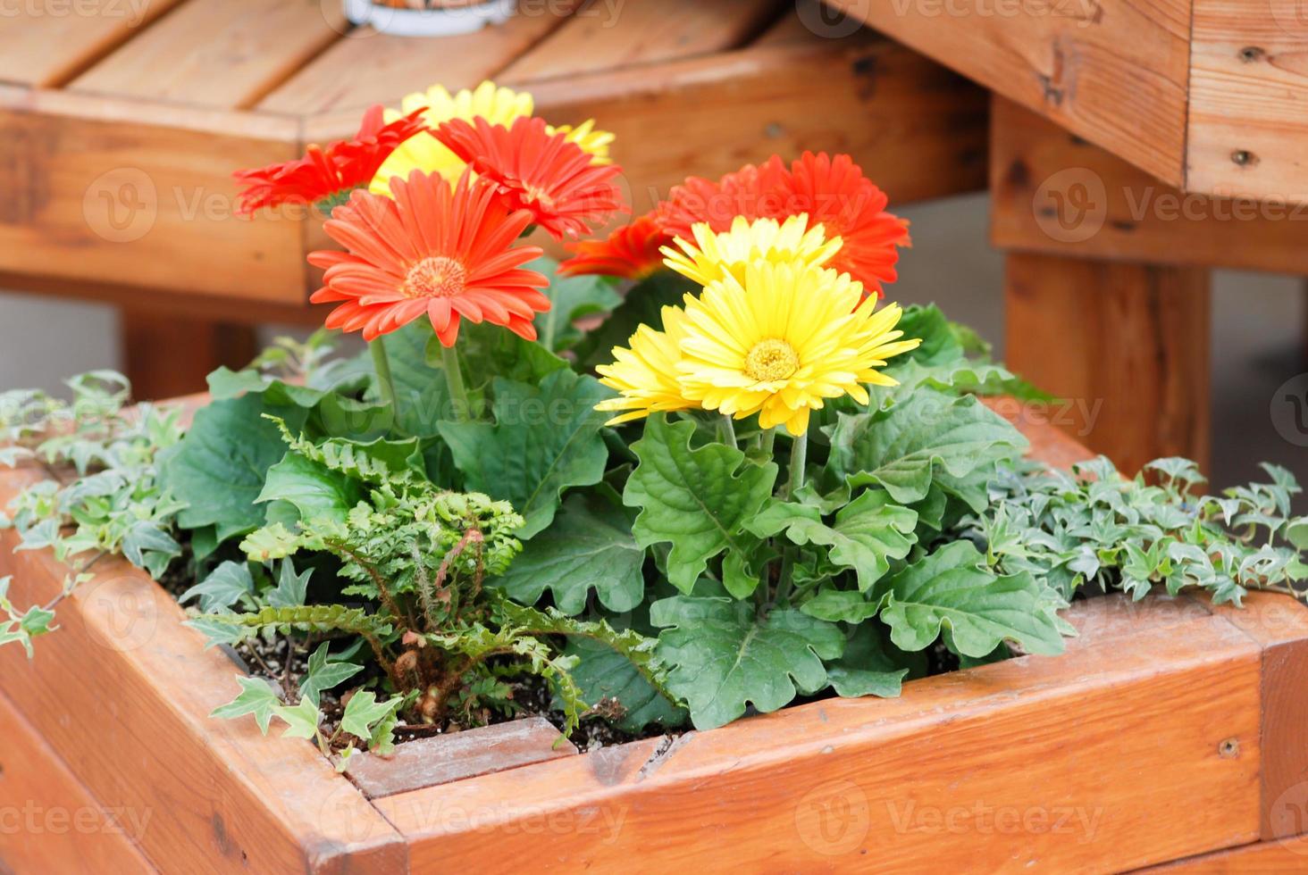 margherita della gerbera di colore giallo rosso sfocato. pianta di gerbera in vaso sul tavolo. foto