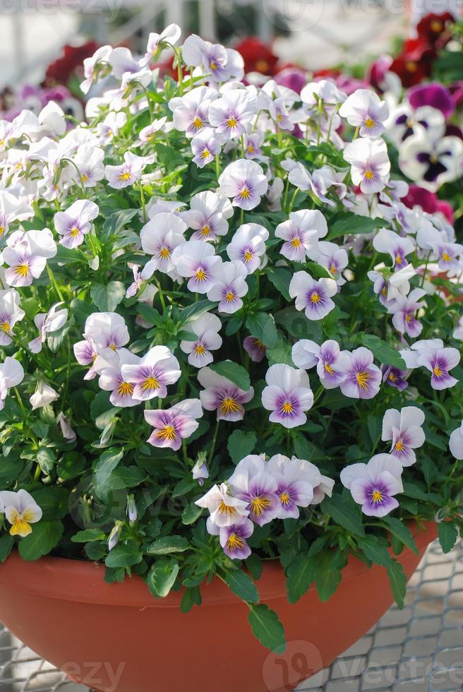 Viole del pensiero di fiori gialli e viola chiaro primo piano di fiori colorati di pansy, pianta in vaso. foto