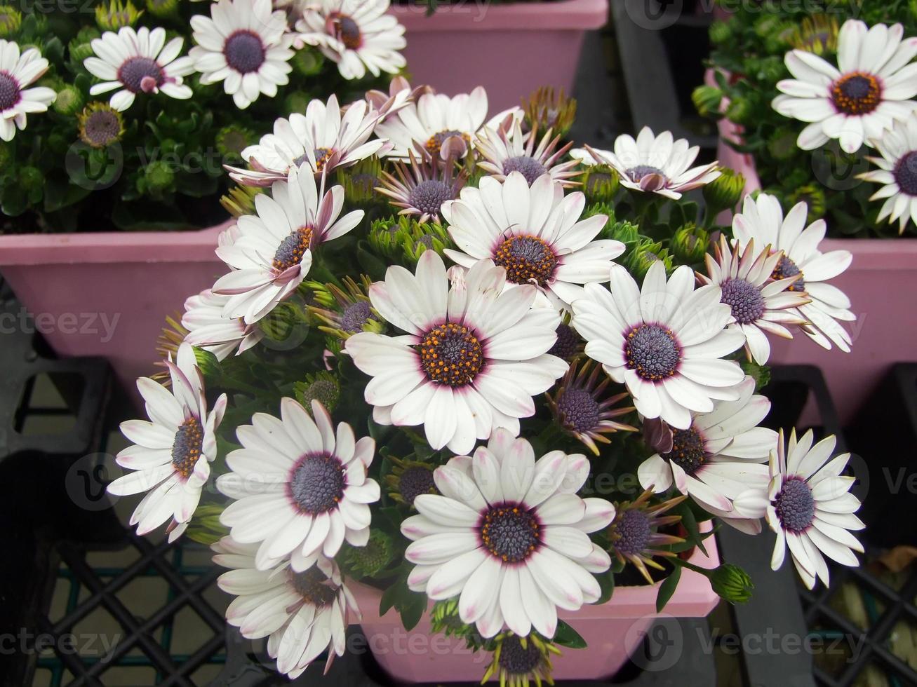 fiori viola chiaro osteospermum o dimorphotheca, fiori viola foto