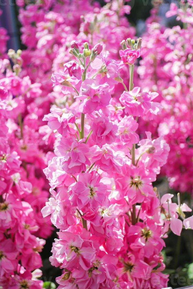 Matthiola incana fiore, fiori di scorta, fiori recisi in vivaio, piena fioritura. foto