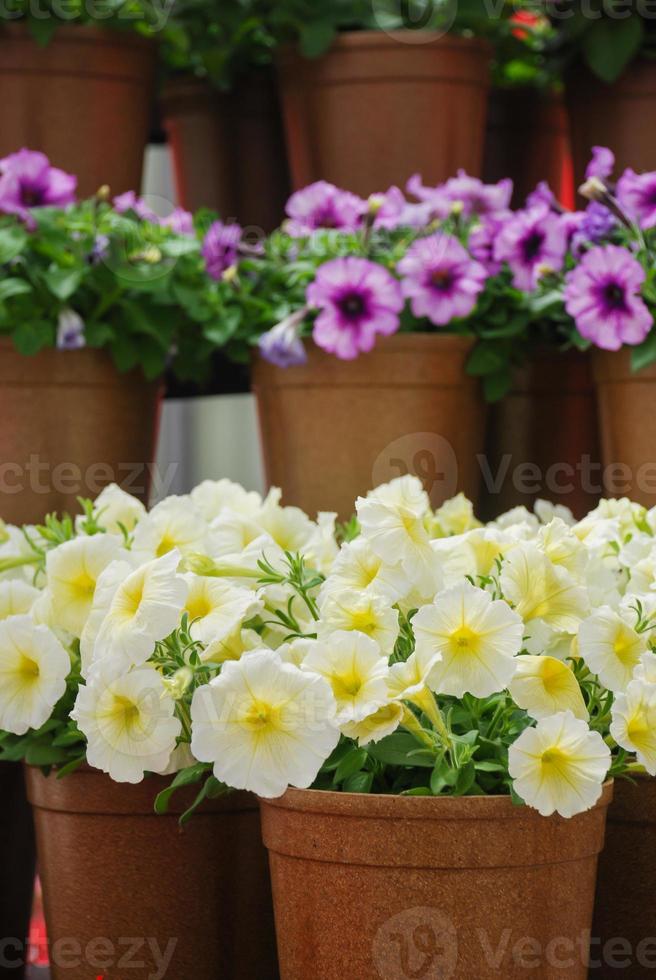 petunia rosa, petunie nel vaso nero, petunia rosa su una mensola di legno foto