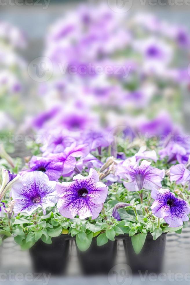 coloratissimi fiori di petunia, la grandiflora è la varietà più popolare di petunia, con grandi fiori singoli o doppi che formano cumuli di fiori colorati solidi, striati o variegati. foto