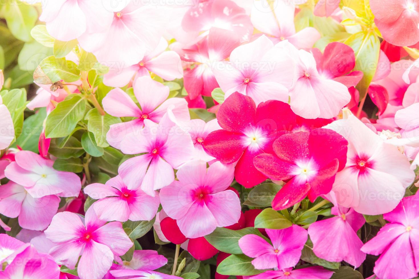 vinca rosea fiori sbocciano nel giardino, fogliame varietà di fiori di colori, fuoco selettivo foto