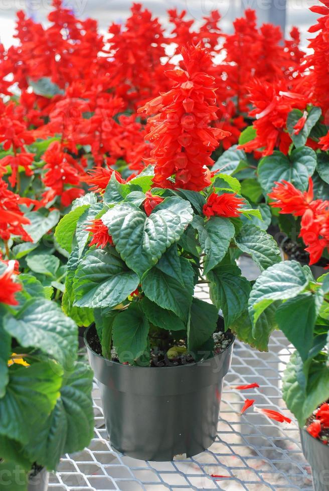 red salvia splendens, piante in vaso di fiori rossi nel vaso nero foto