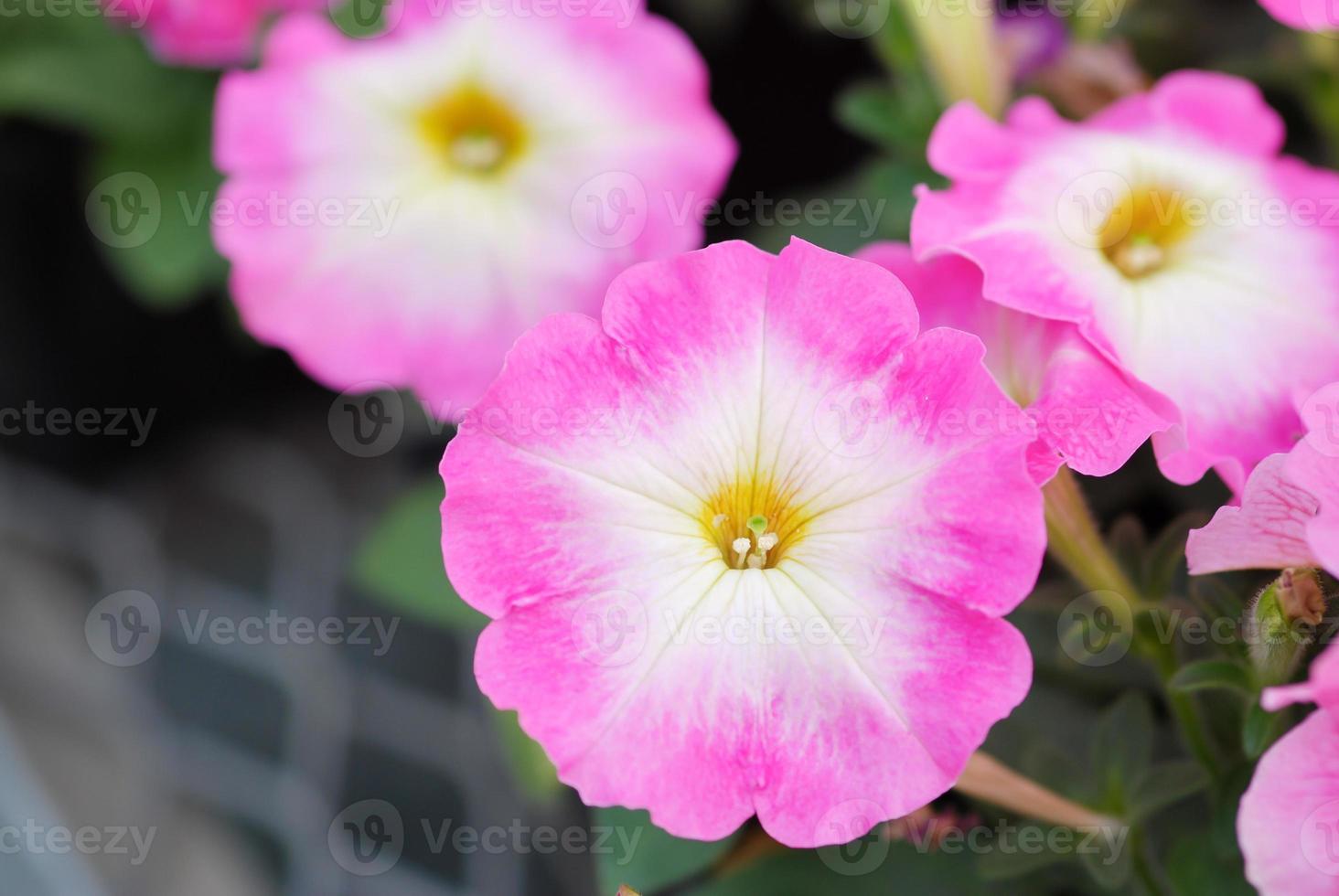 petunie nel vassoio, petunia nel vaso, petunia rosa gloria foto