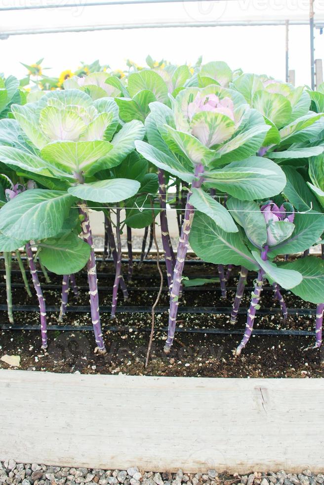 cavolo ornamentale in giardino botanico, fiori e piante, ambiente foto