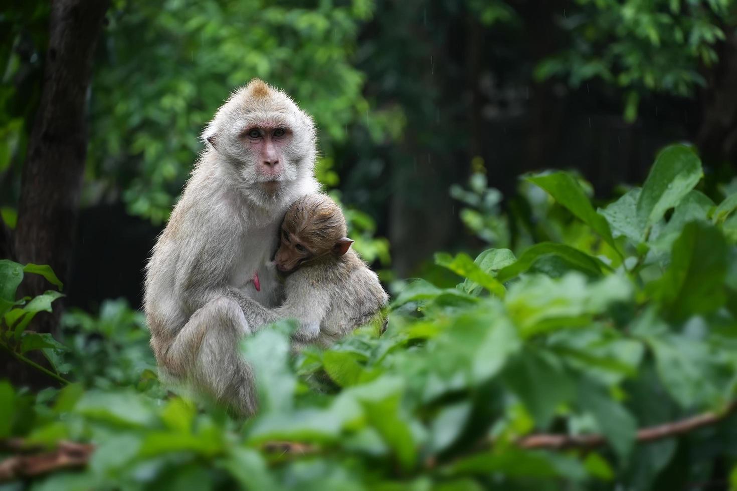 scimmia madre con scimmia bambino sull'albero nella foresta dopo che la pioggia si ferma. concetto di conservazione degli animali e protezione degli ecosistemi. messa a fuoco selettiva foto