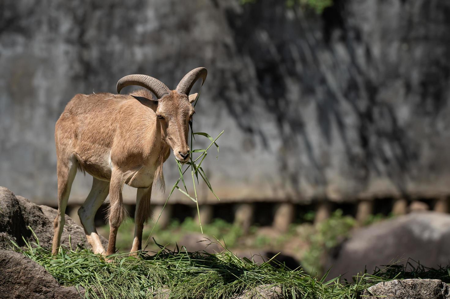 pecore barbaresche o ammotragus lervia o aoudad, pecore barbaresche marroni in piedi su pietra, concetto di conservazione degli animali e protezione degli ecosistemi. foto