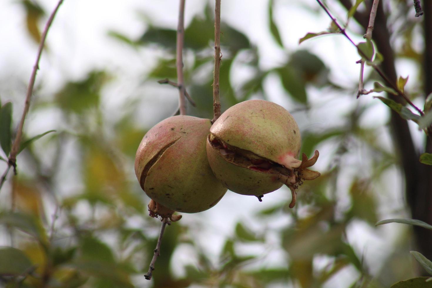 varietà estiva di frutta e bacche. piatto di fragole mature, ciliegie, uva, mirtilli, pere, albicocche, fichi in scatole di legno eco-compatibili su sfondo grigio, vista dall'alto. i contadini locali producono foto