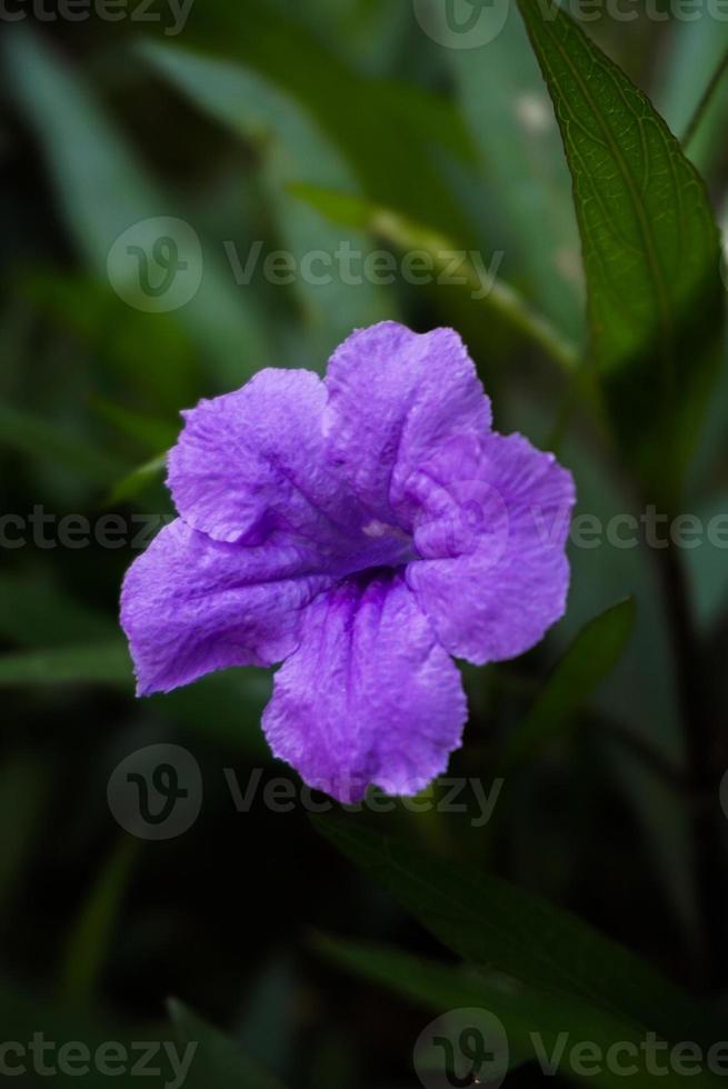 fiore di ruellia simplex foto