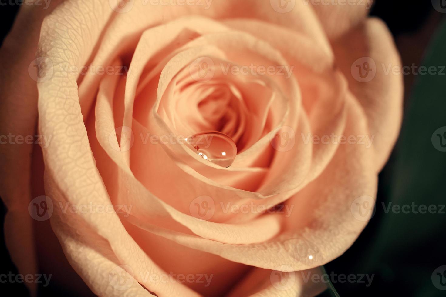primo piano di una rosa con una gocciolina sul petalo foto