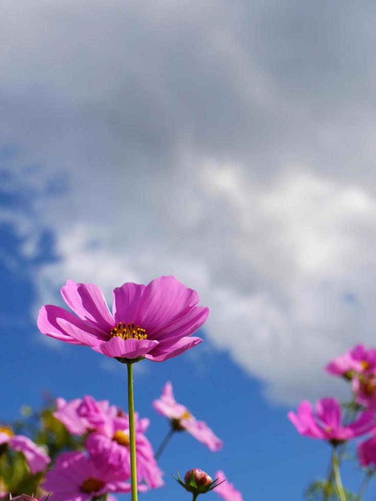fiori di cosmo di colore rosa nel campo estivo con cielo blu brillante con spazio per la copia foto