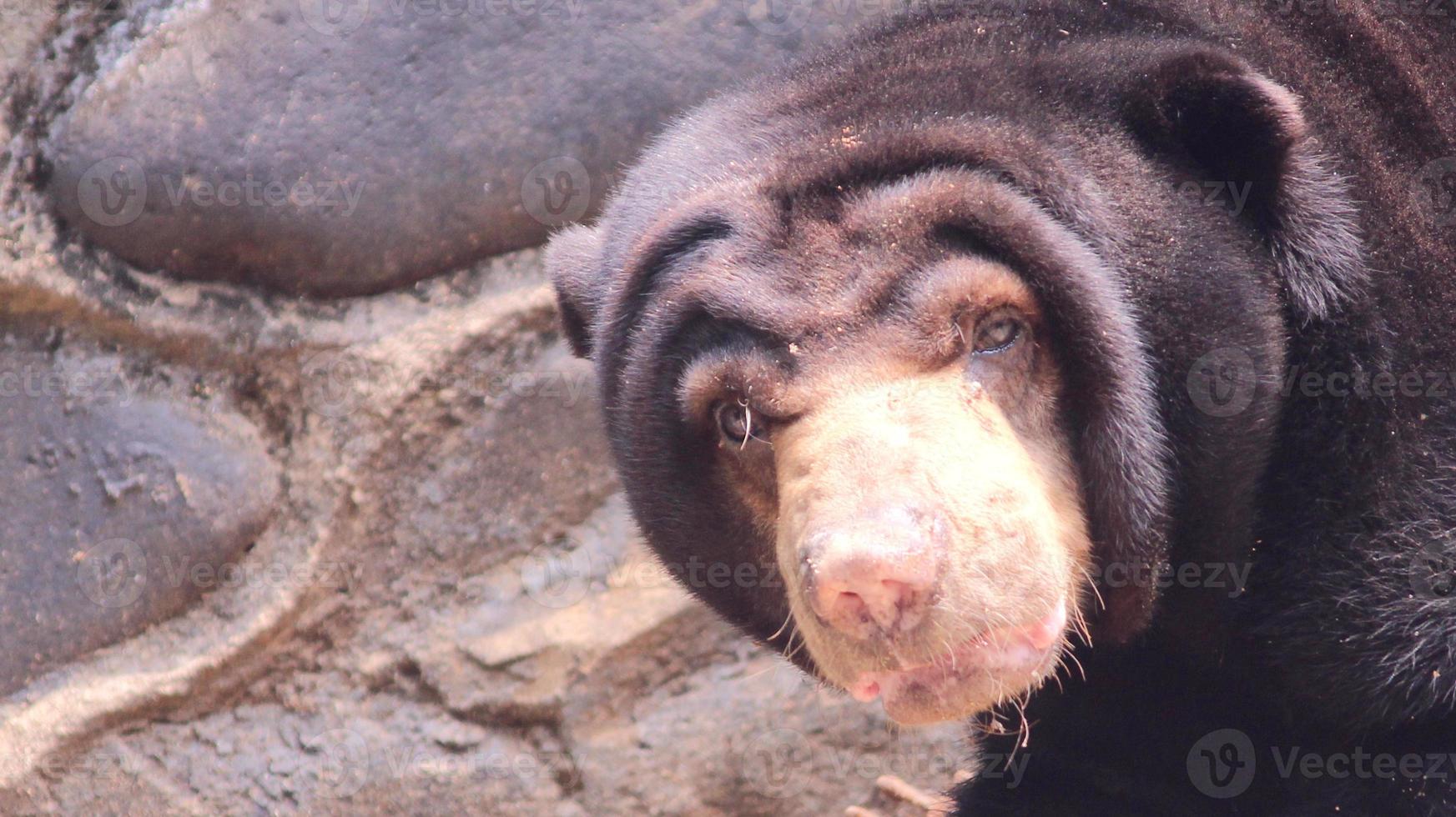 lo sguardo acuto di un orso foto