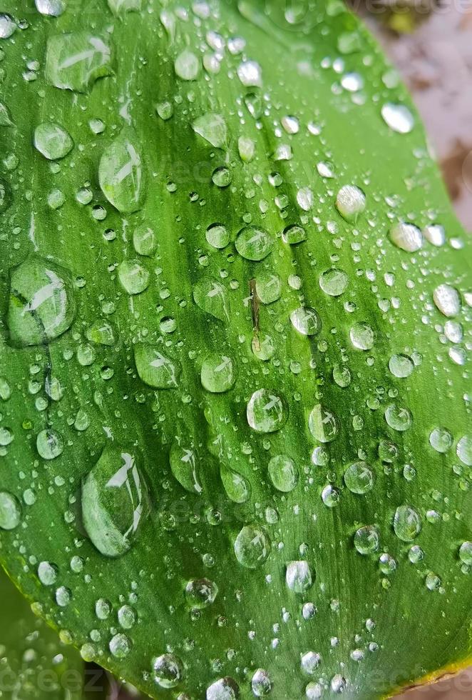 la consistenza delle goccioline sulla foglia verde foto