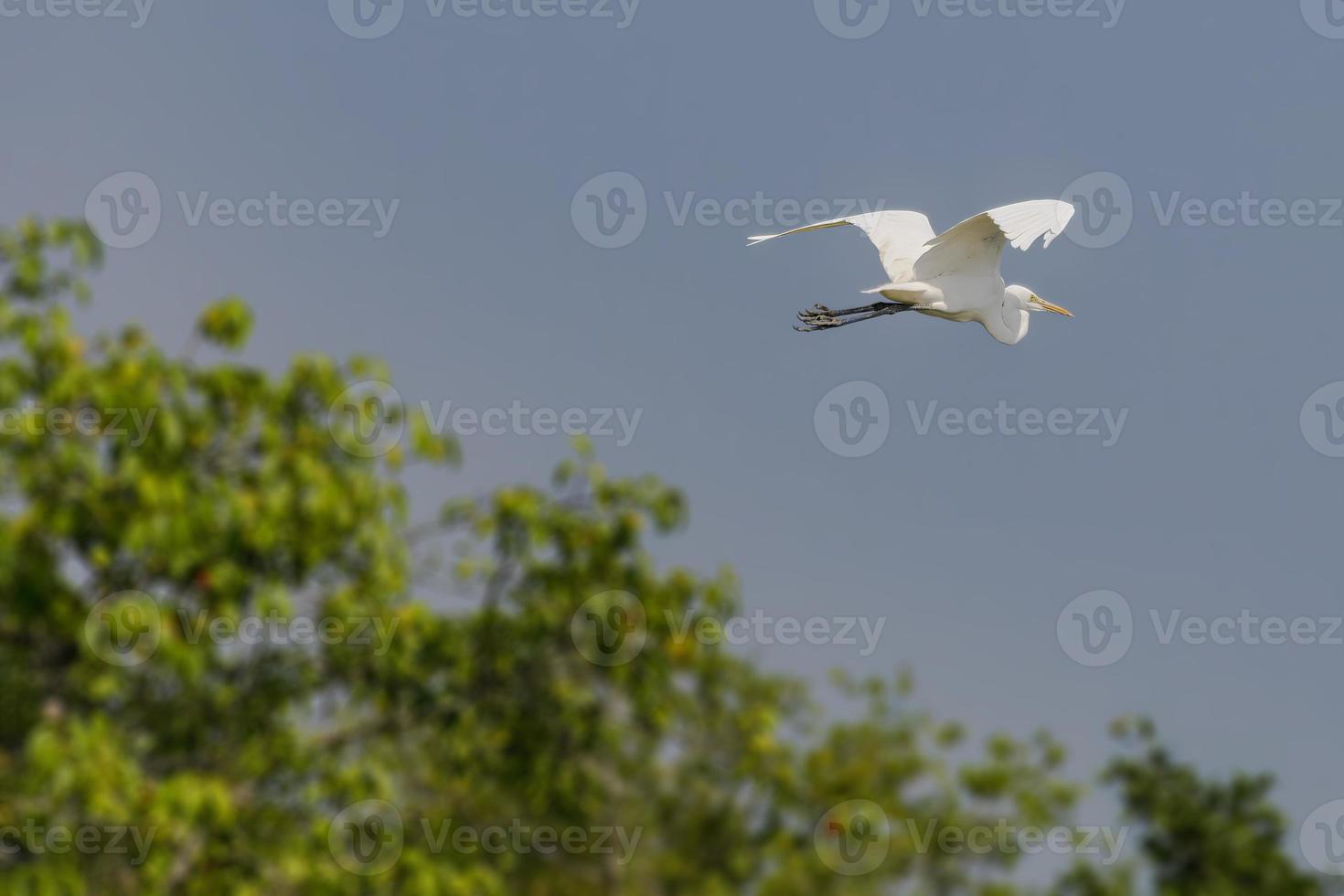 airone bianco maggiore, ardea alba, uccello che vola con alberi sullo sfondo foto