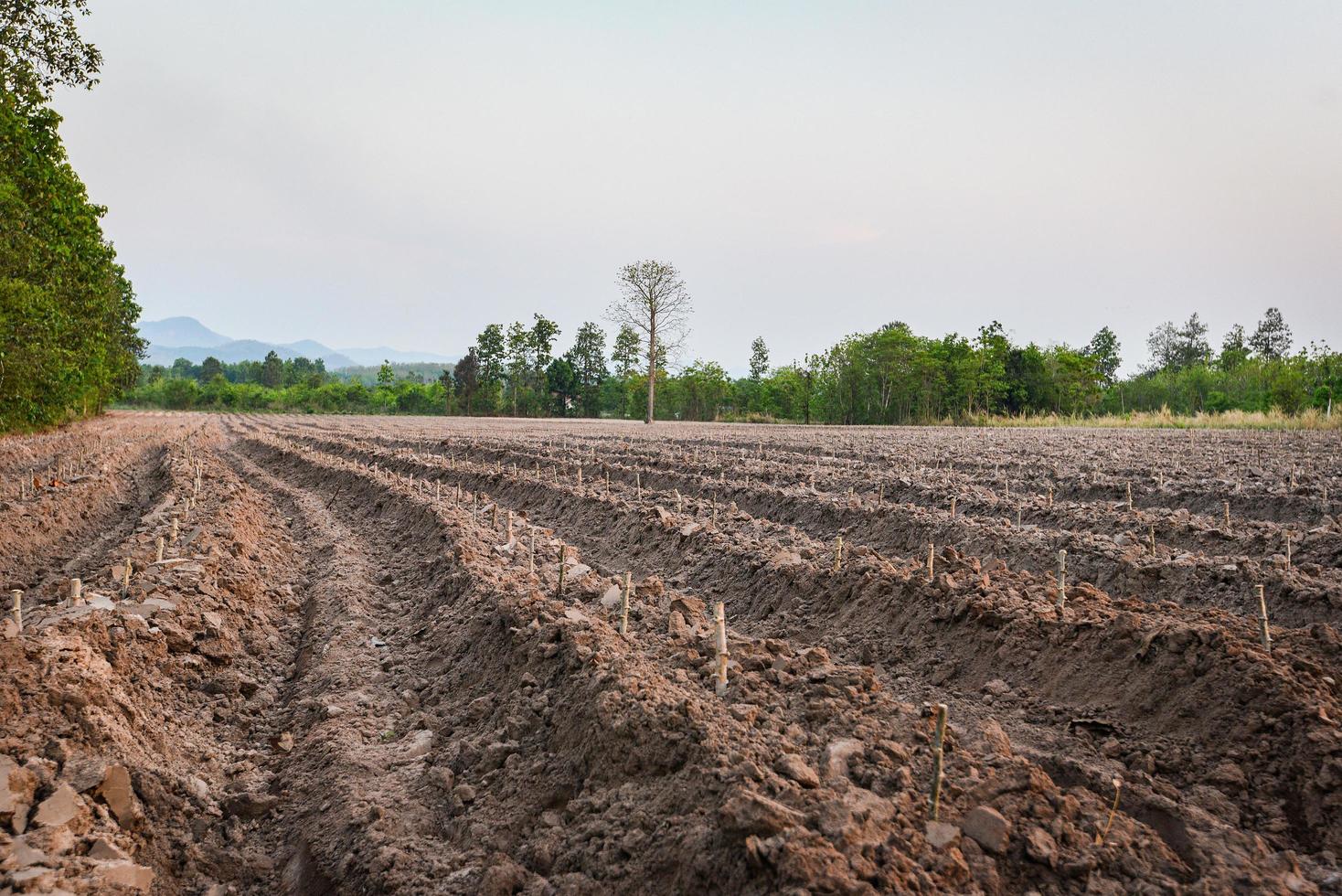 aratro agricolo preparare il terreno per iniziare a piantare campo di manioca - terreni agricoli foto