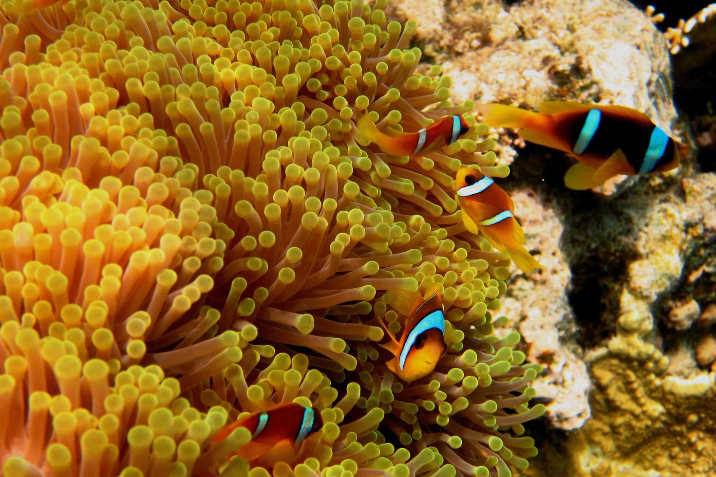molti pesci anemone foto