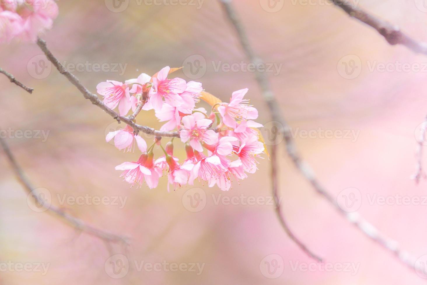 fiori di ciliegio in primavera con messa a fuoco morbida, fioritura di ciliegio primaverile sfocata sfocata, sfondo di fiori bokeh, sfondo di fiori pastello e tenui. foto