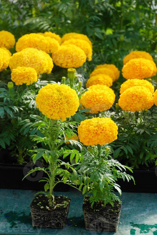 calendule tagetes erecta, calendula messicana, pianta in vaso di calendula con radici e vassoio nero foto