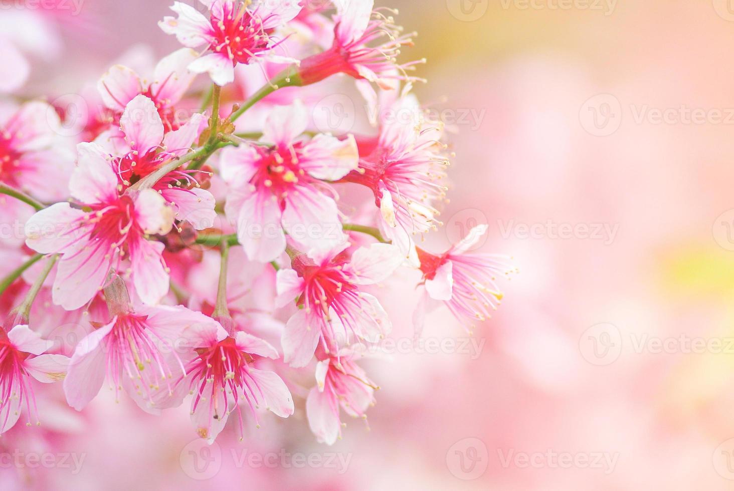 primavera con bellissimi fiori di ciliegio, fiori di sakura rosa. foto
