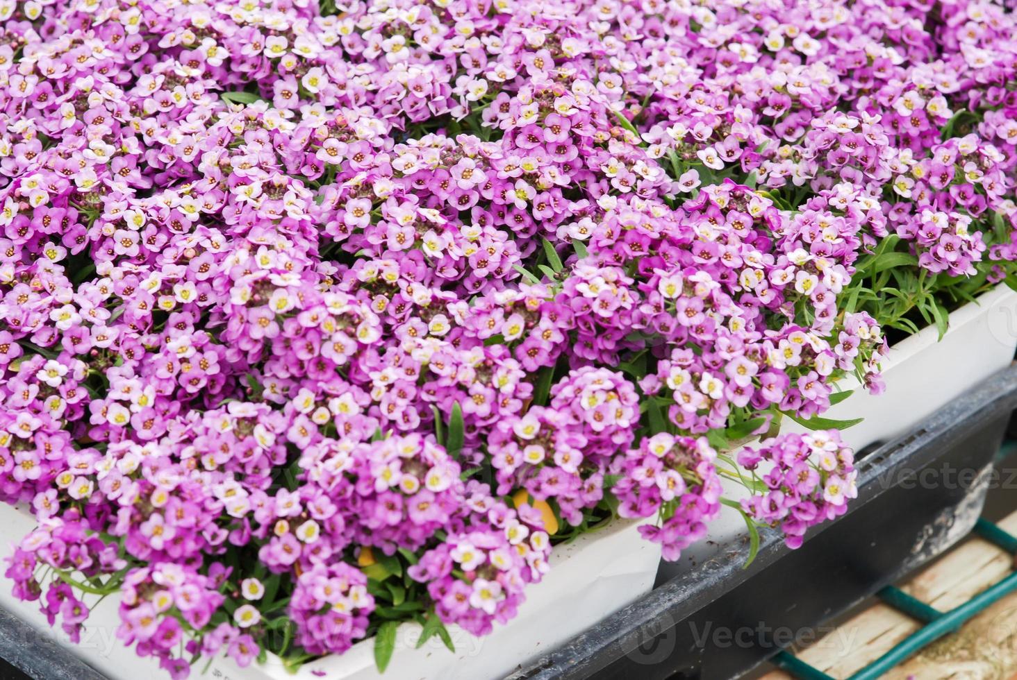 fiori di alyssum alyssum in dolci colori. alyssum in un vassoio nero su tavola di legno foto