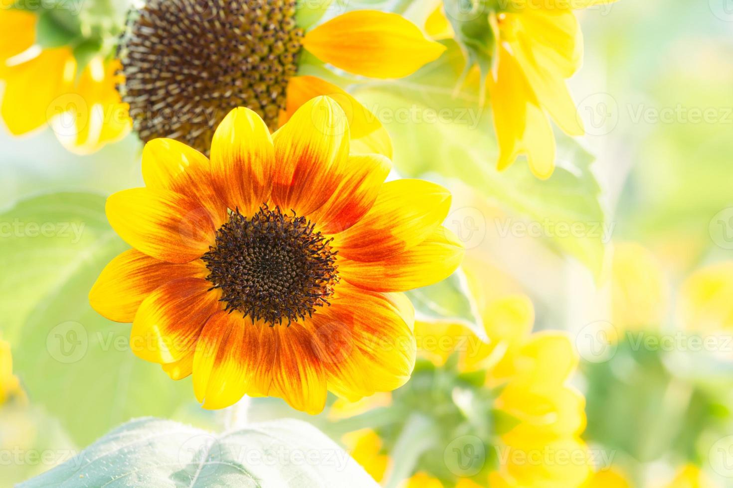 fuoco morbido e selettivo di girasole elianto, fiore sfocato per lo sfondo, piante colorate foto