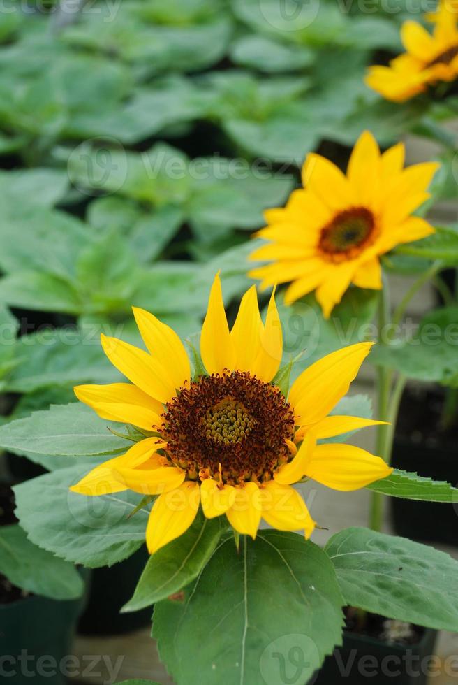 helianthus annuus, girasoli piccoli e in vaso. piccola dimensione del fiore foto