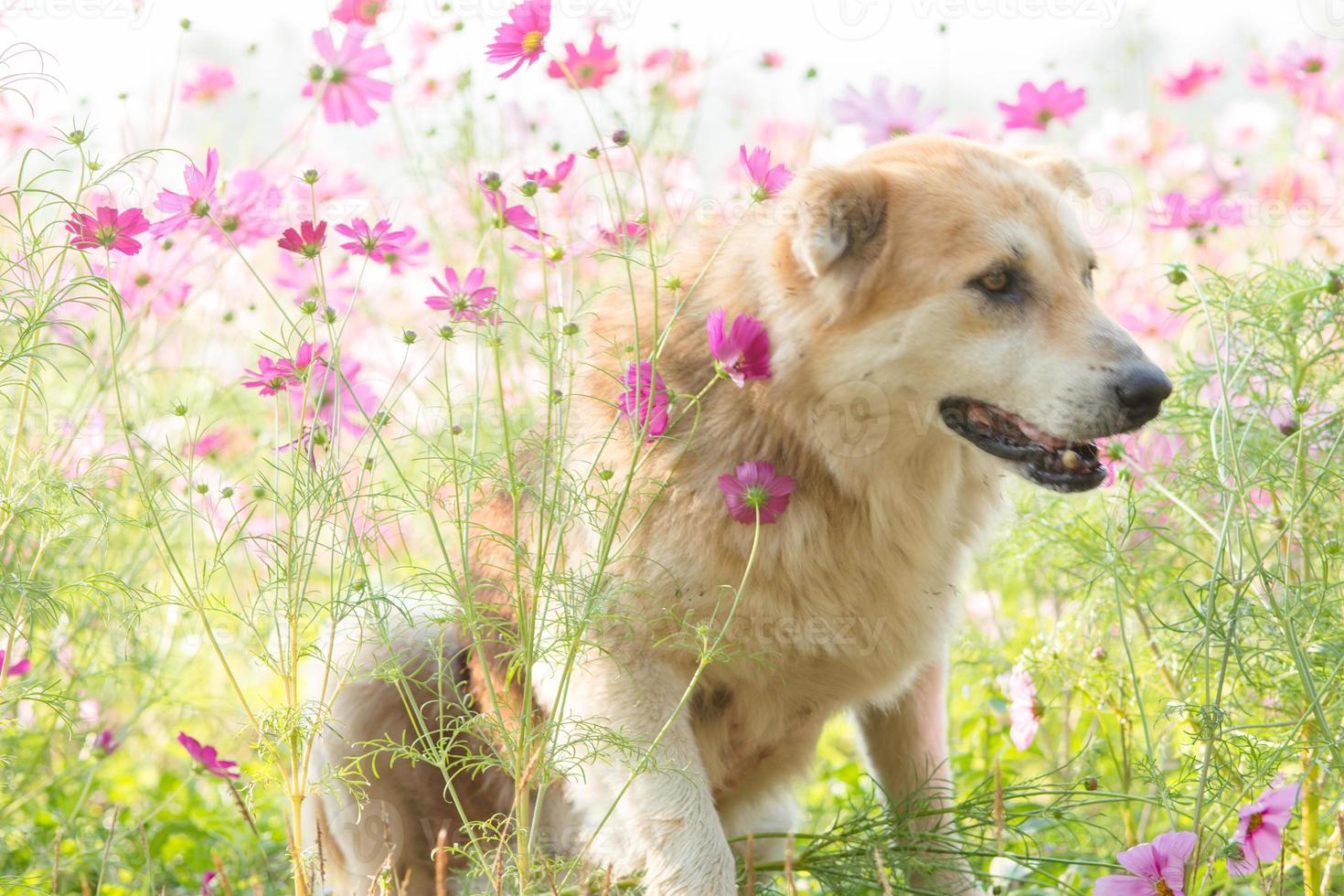 cane sfocato e fiore per lo sfondo foto