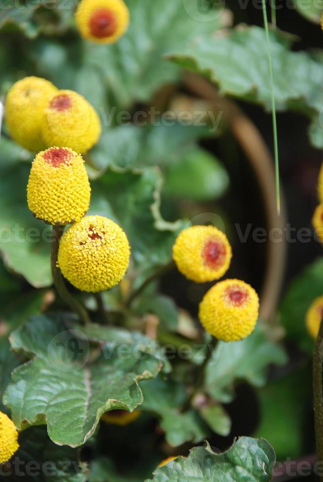 pianta di crescione da fiore fresco, spilanthes oleracea foto