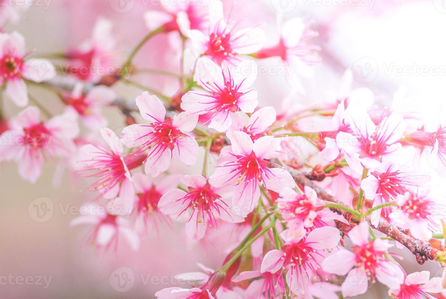 fiori di ciliegio in primavera con messa a fuoco morbida, fioritura di ciliegio primaverile sfocata sfocata, sfondo di fiori bokeh, sfondo di fiori pastello e tenui. foto