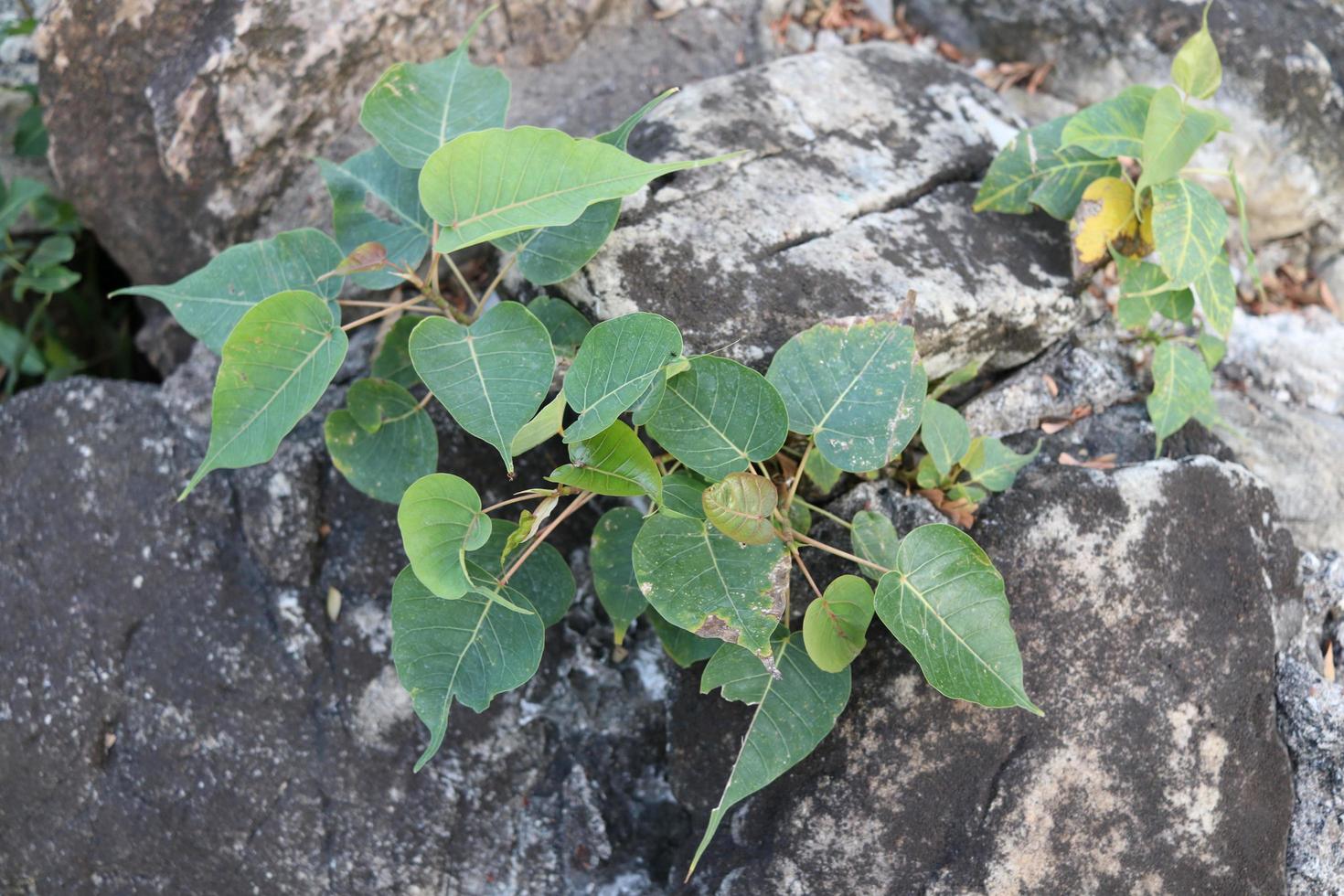 piccoli alberi di bodhi stanno crescendo su roccia scura, tailandia. foto