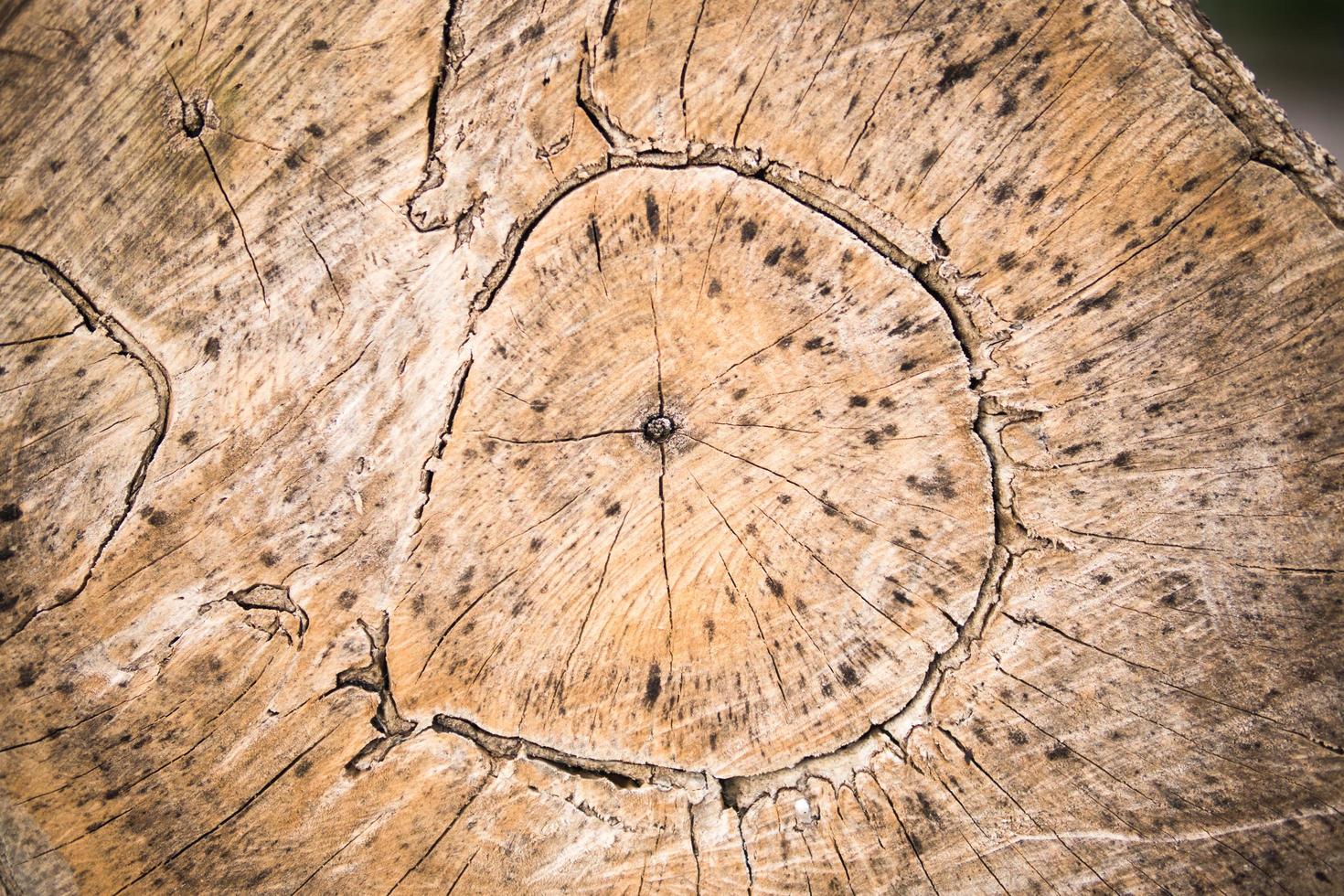 sfondo strutturato in legno. vista in sezione trasversale di un tronco tagliato fine in legno strutturato. foto