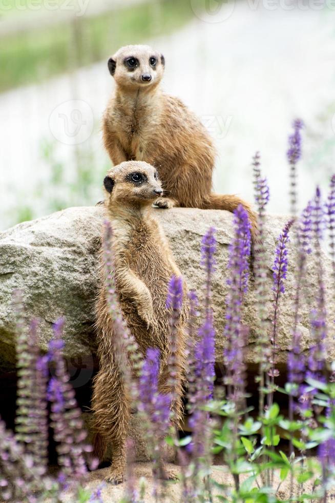 il meerkat o suricate (suricata suricatta) foto