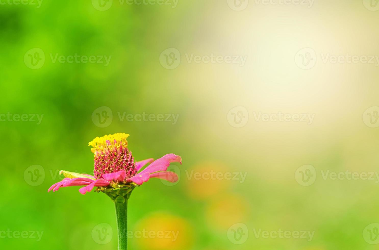 fiore di petalo rosa con stelo di polline foto