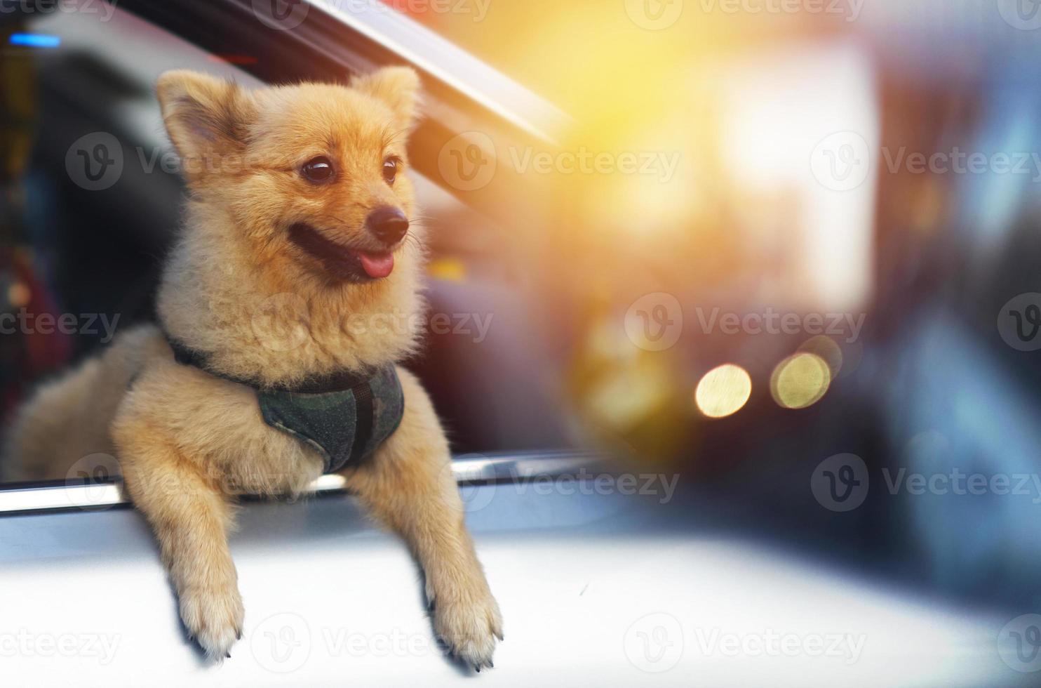 piccolo cane guarda fuori dal finestrino dell'auto sulla vista della strada foto