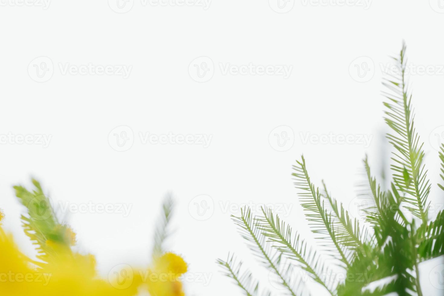 fioritura di piante di mimosa fiori gialli e foglie verdi da vicino macro su sfondo bianco isolato foto