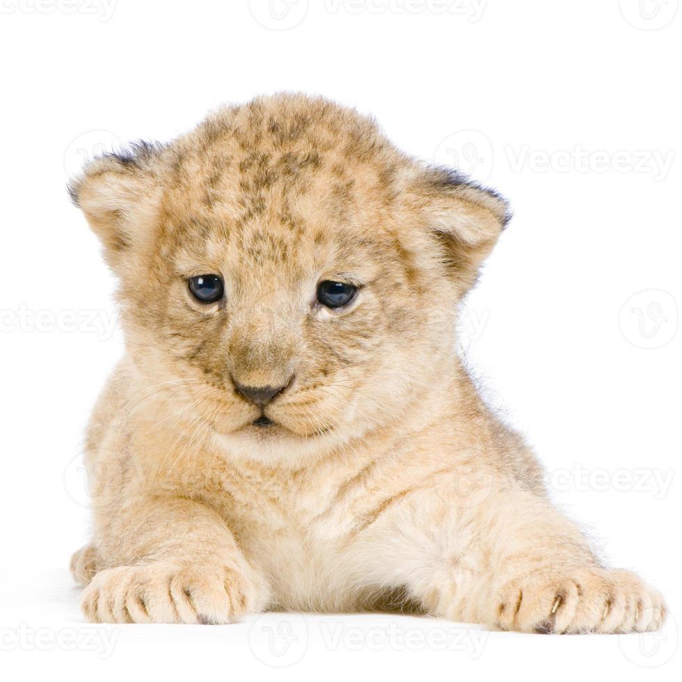 cucciolo di leone giallo che indica su una priorità bassa bianca foto