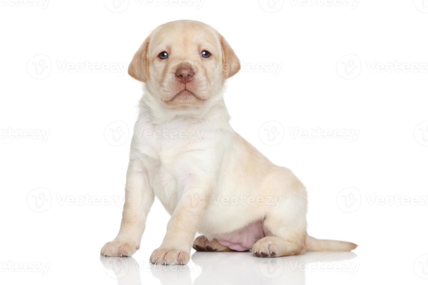 cucciolo di labrador retriever, ritratto su uno sfondo bianco foto