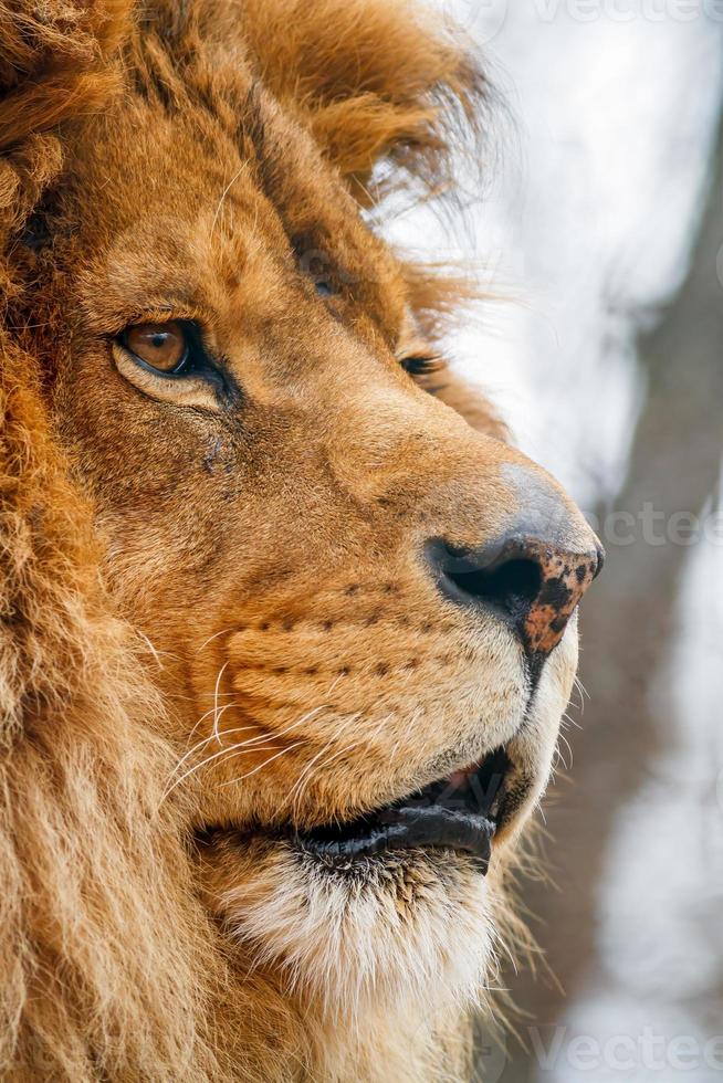 leone maschio in porfile foto