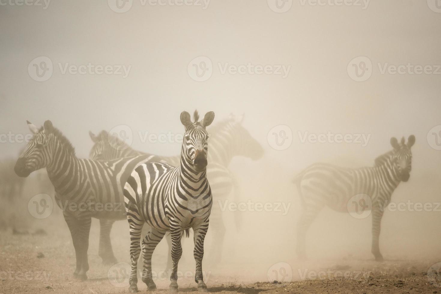 Zebra in piedi nella polvere, Serengeti, Tanzania, Africa foto